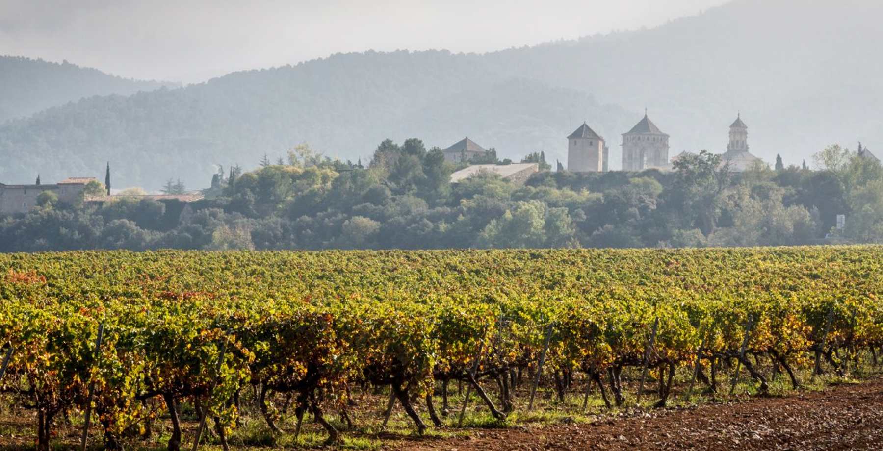 Виноградники Bodega San Gregorio во всей красе