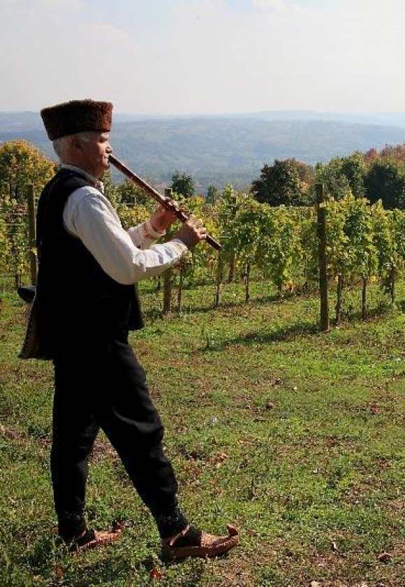 Вранац — уникальный сербский/черногорийский сорт винограда