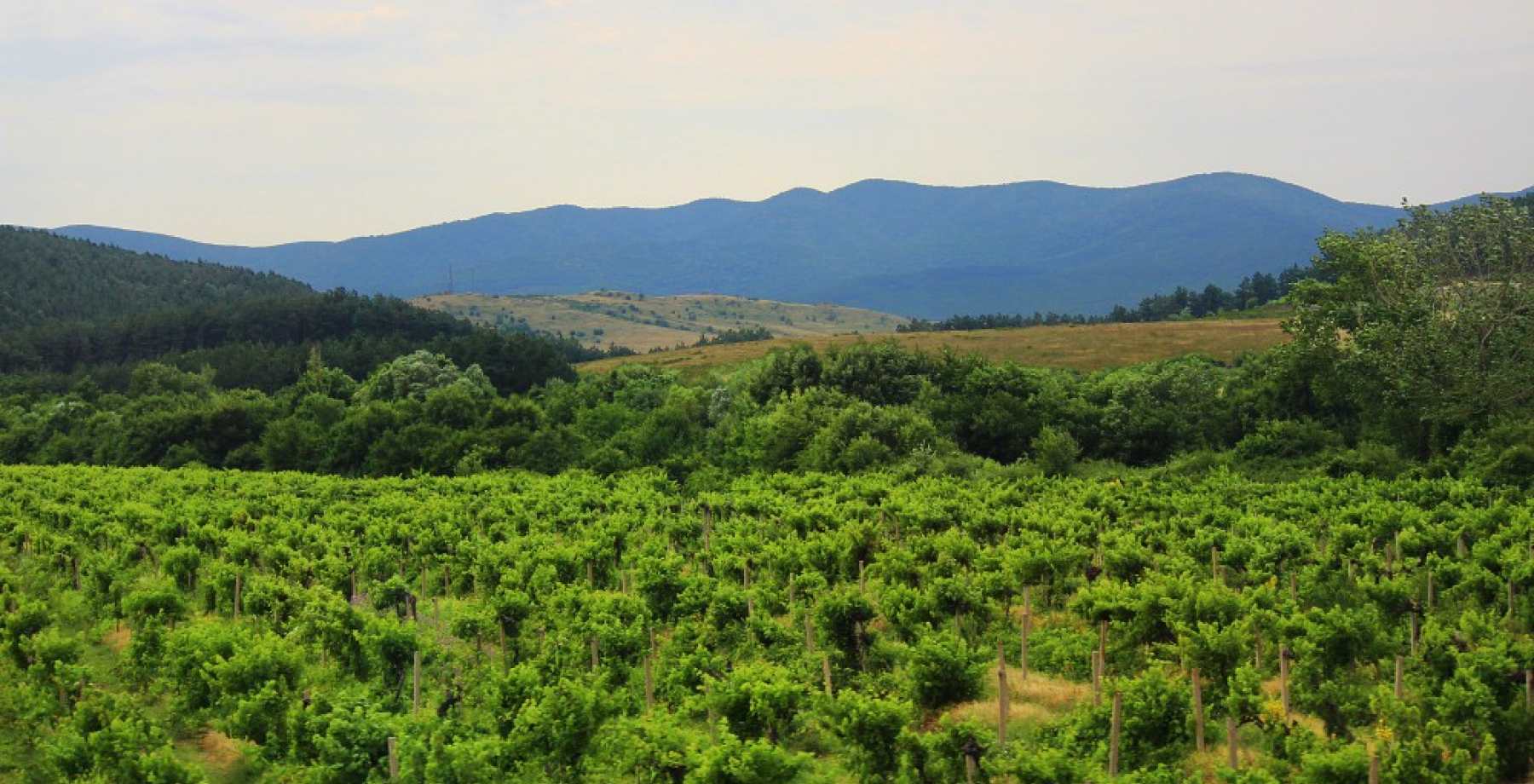 Wine Union и виноградники Болгарии